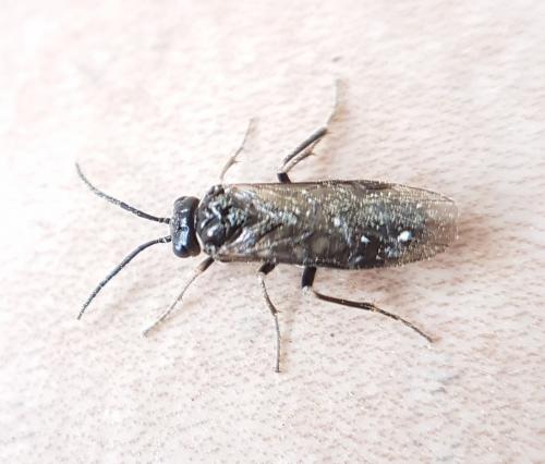 Empria sp.